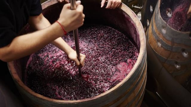 Beginners Guide to Home Winemaking