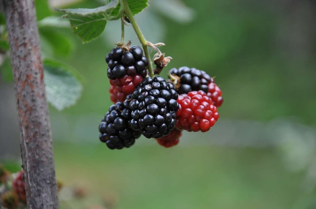 mulberries