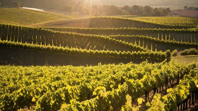 What Gives Wine Tartness Nyt