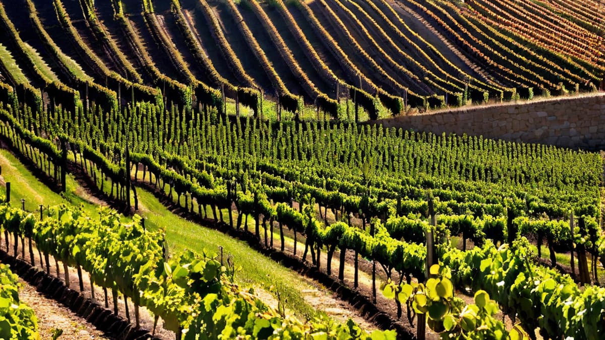 Can Wine Make You Fat