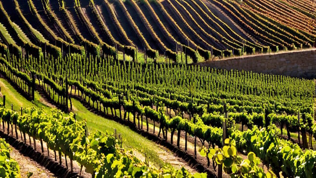 Can Wine Make You Fat