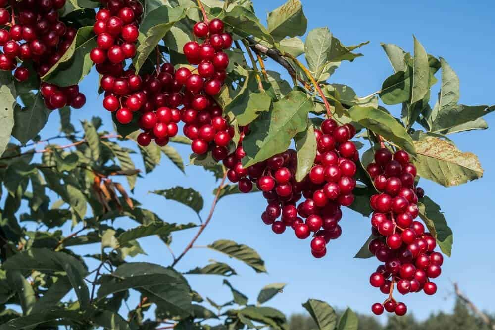 chokecherries for wine