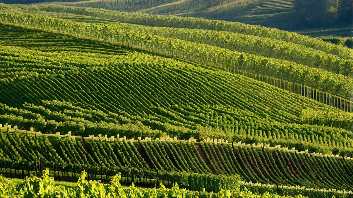What Grape Is Champagne Made From