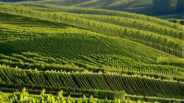What Grape Is Champagne Made From
