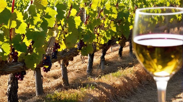 How Long Is Screw Top Wine Good For