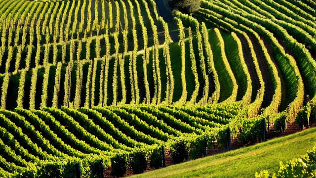What Is The Best Tasting Wine