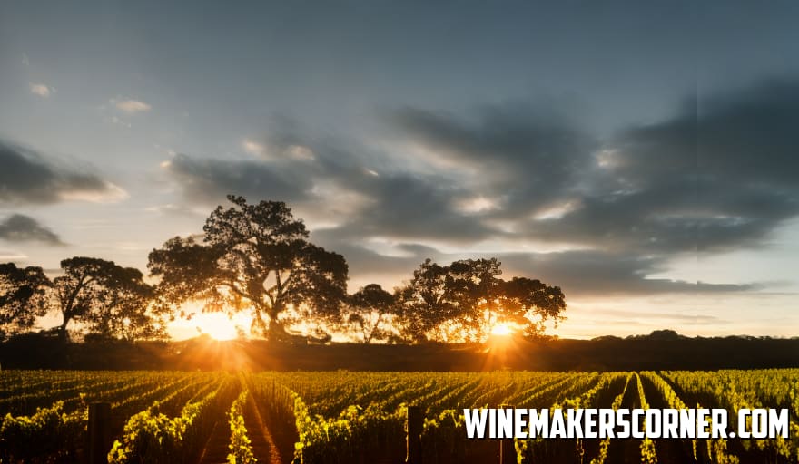 Grape Escape: Discover Wine with Irresistible Grape Juice Flavors