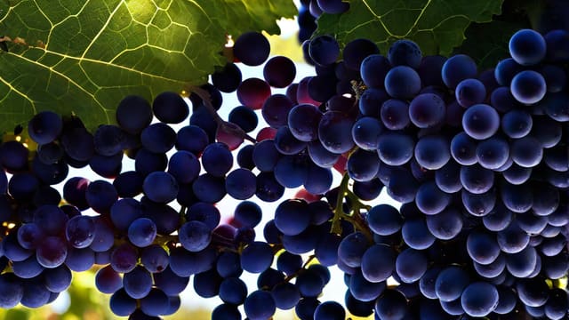 Does Wine Contain Yeast