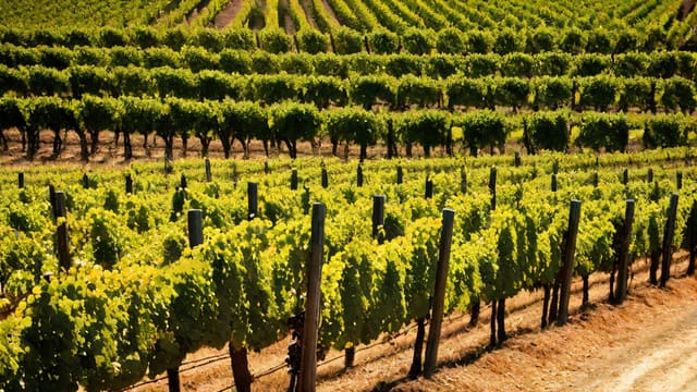Is French Wine Better Than Italian