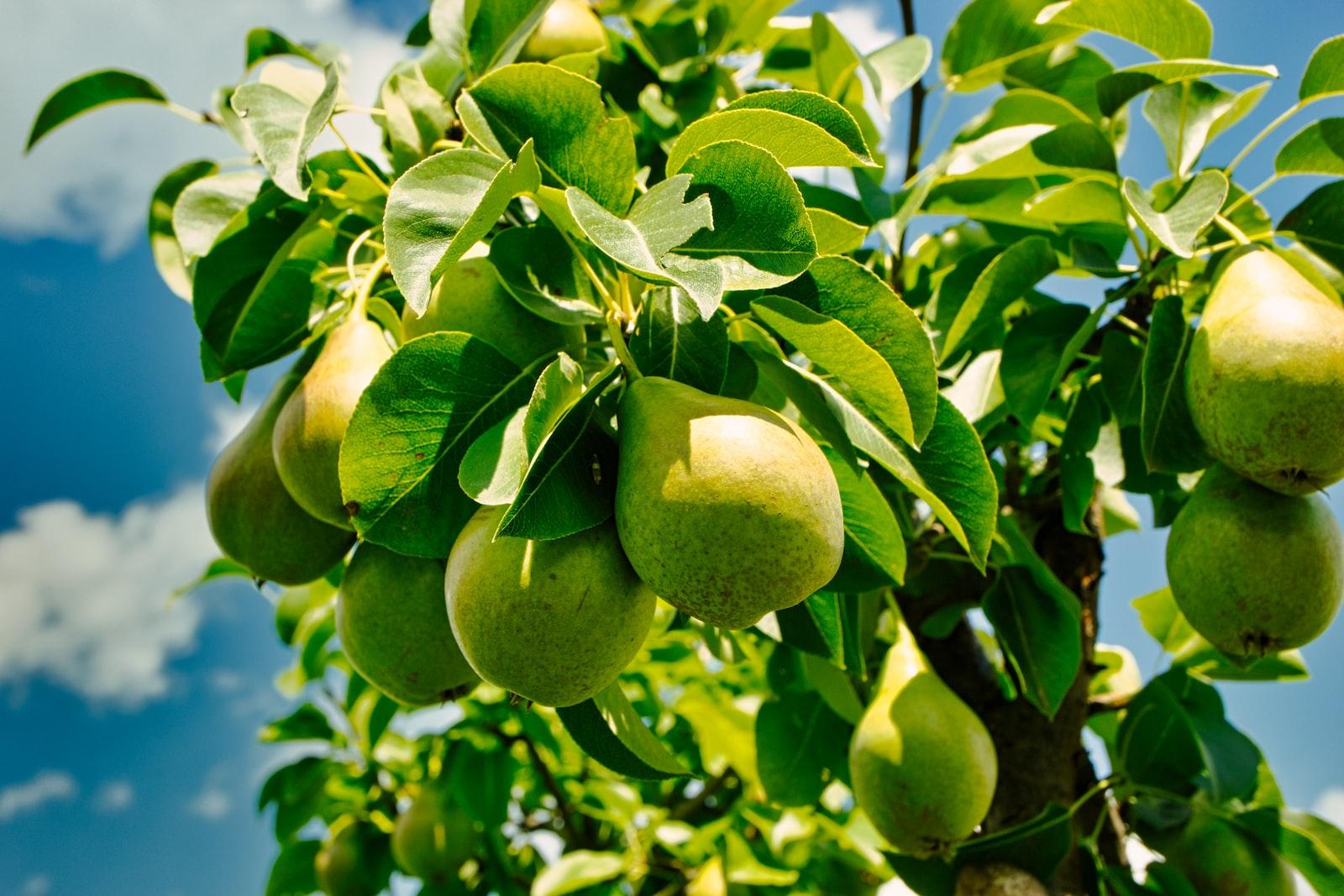 pears for wine