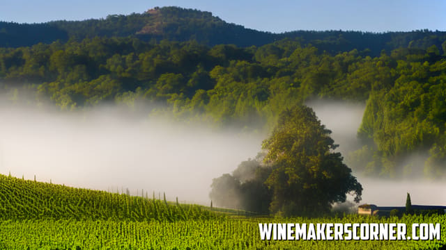 Can I Make Wine As Good As The Pros Part Ii
