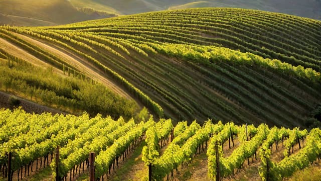 What Grape Is Chianti