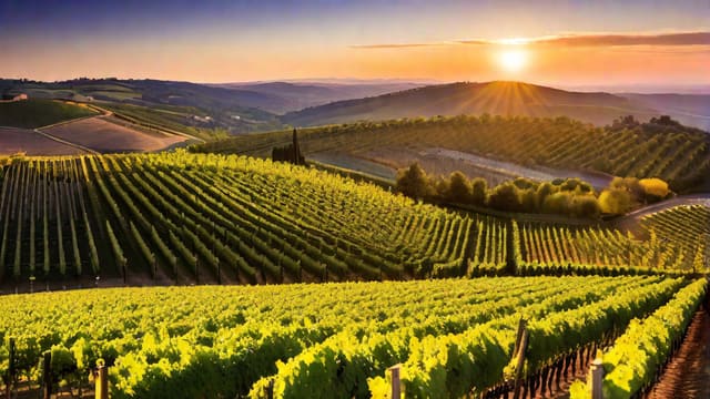 Where To Purchase Wine