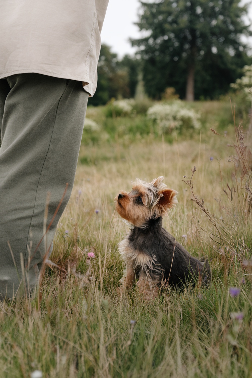 A brown Yorkie puppy sitting in a field, looking up at a person.