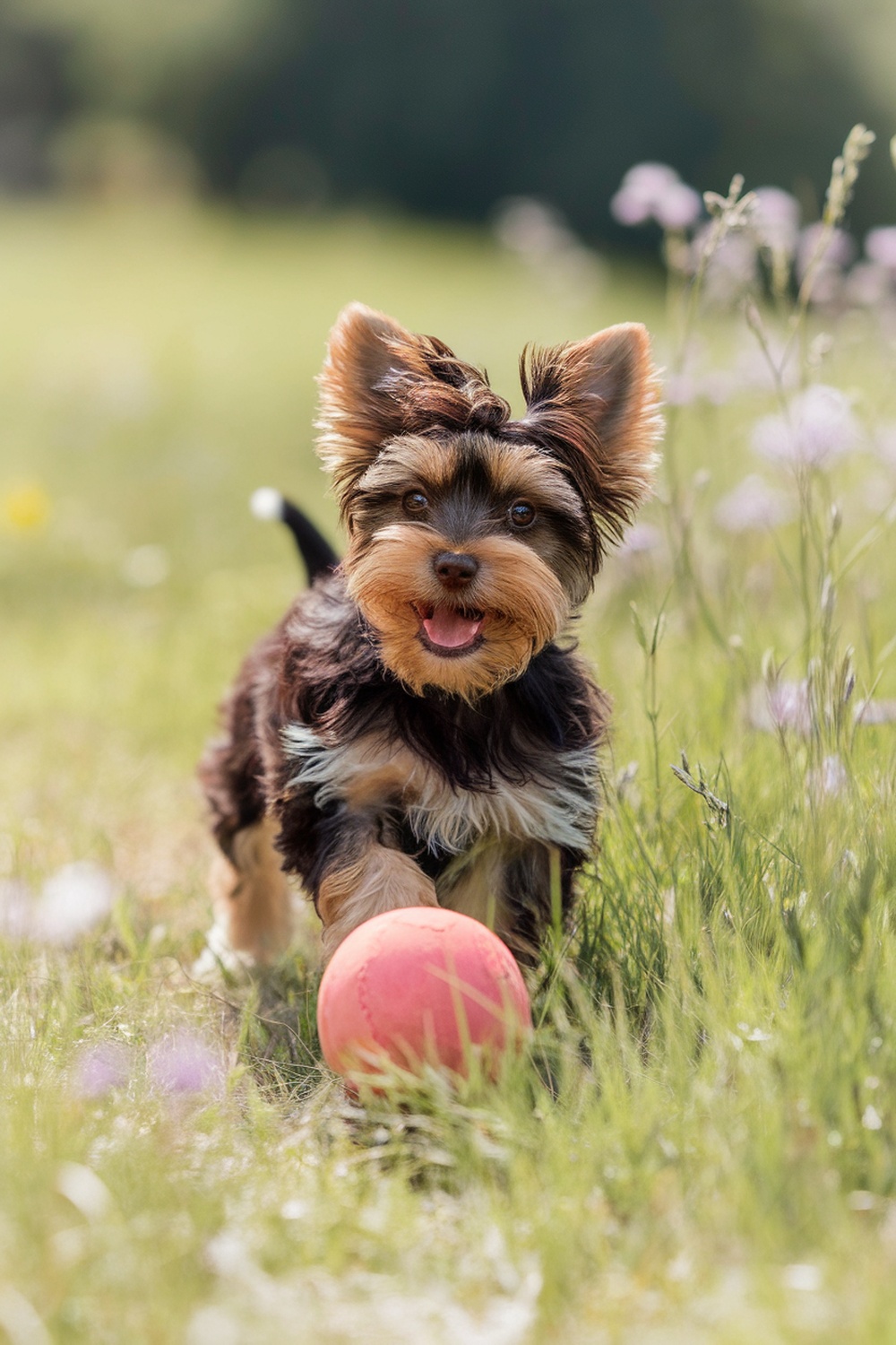 A playful brown Yorkie puppy running with a pink ball in a grassy field.