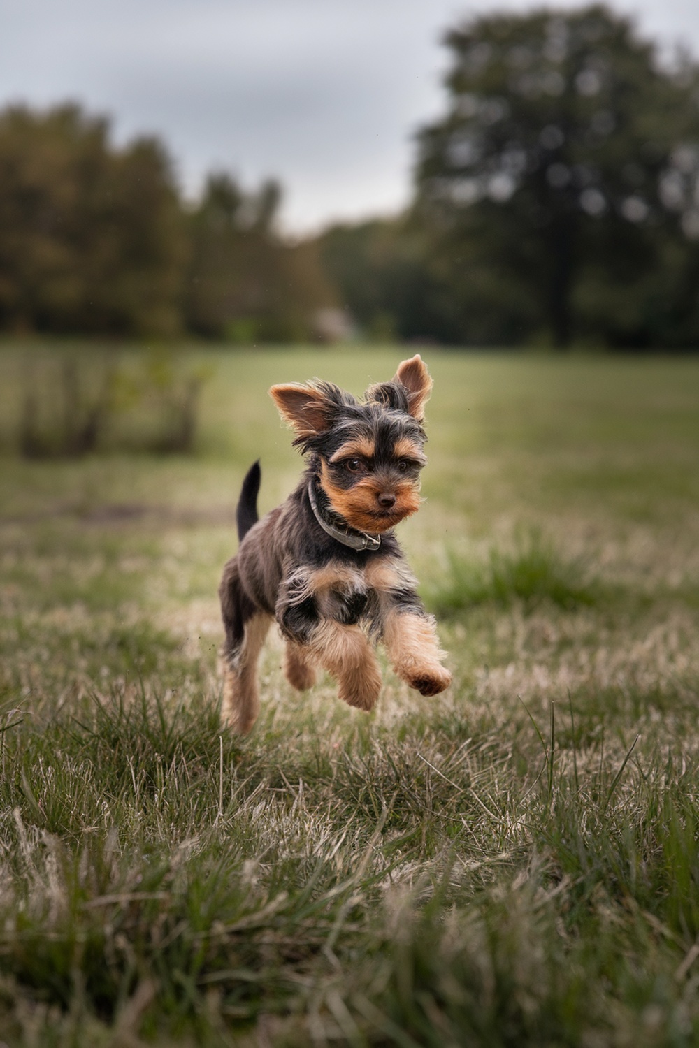 A brown Yorkie puppy joyfully running in a grassy field.