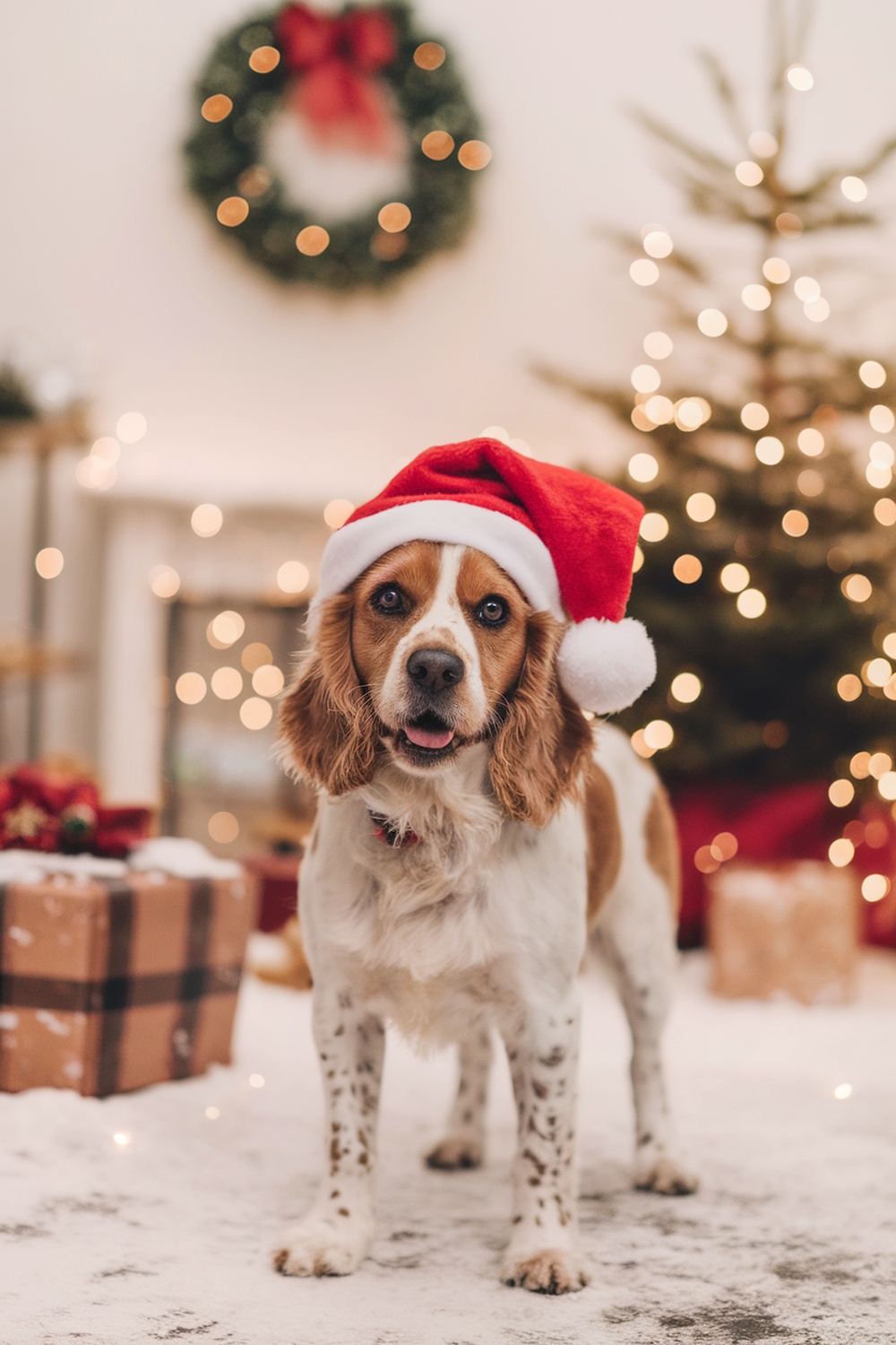 A Cocker Spaniel Terrier mix wearing a Santa hat in a Christmas setting
