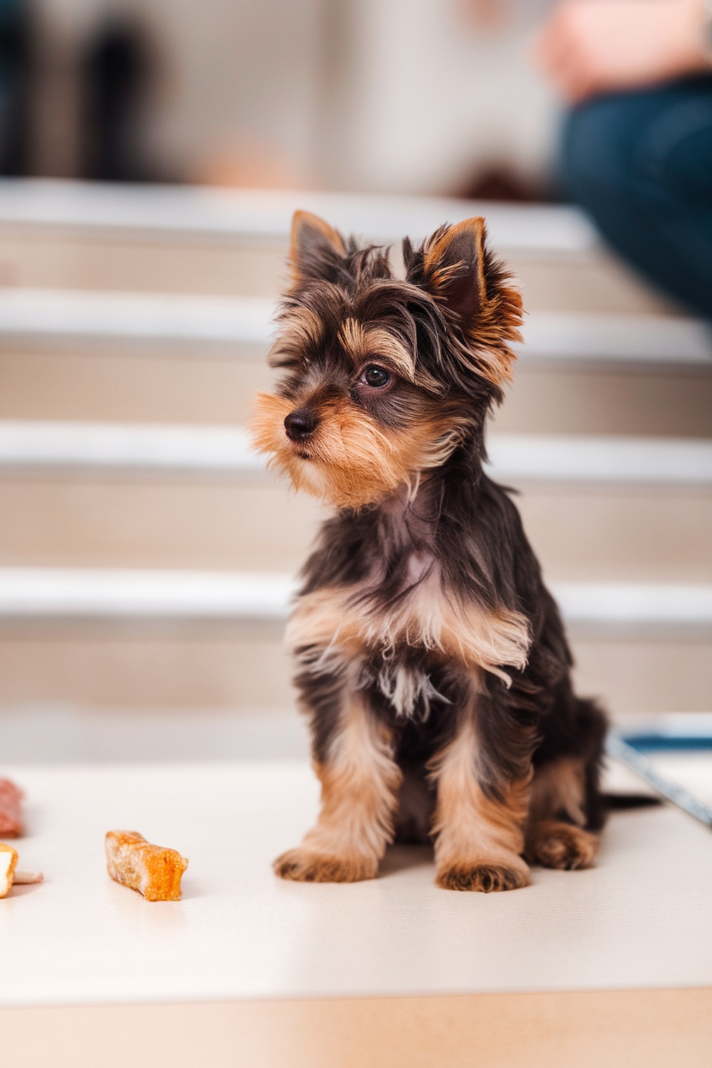 A cute brown Yorkie puppy sitting attentively.