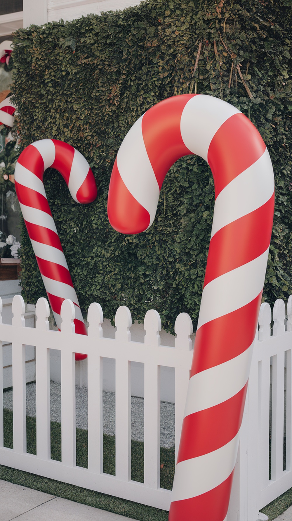 Two giant candy canes with red and white stripes next to a white picket fence.