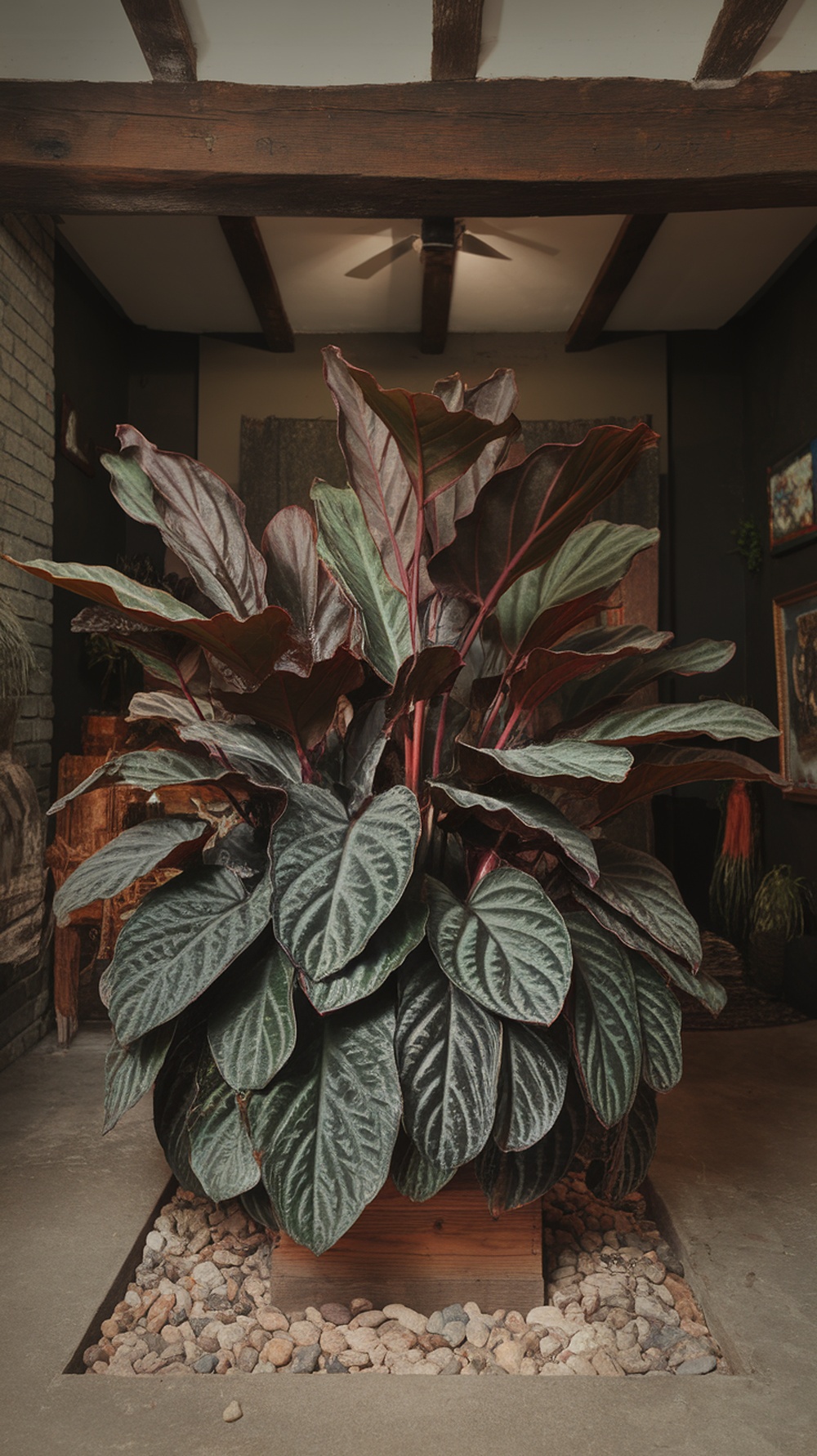 A lush Cast Iron Plant with broad, dark green leaves in a cozy indoor setting.