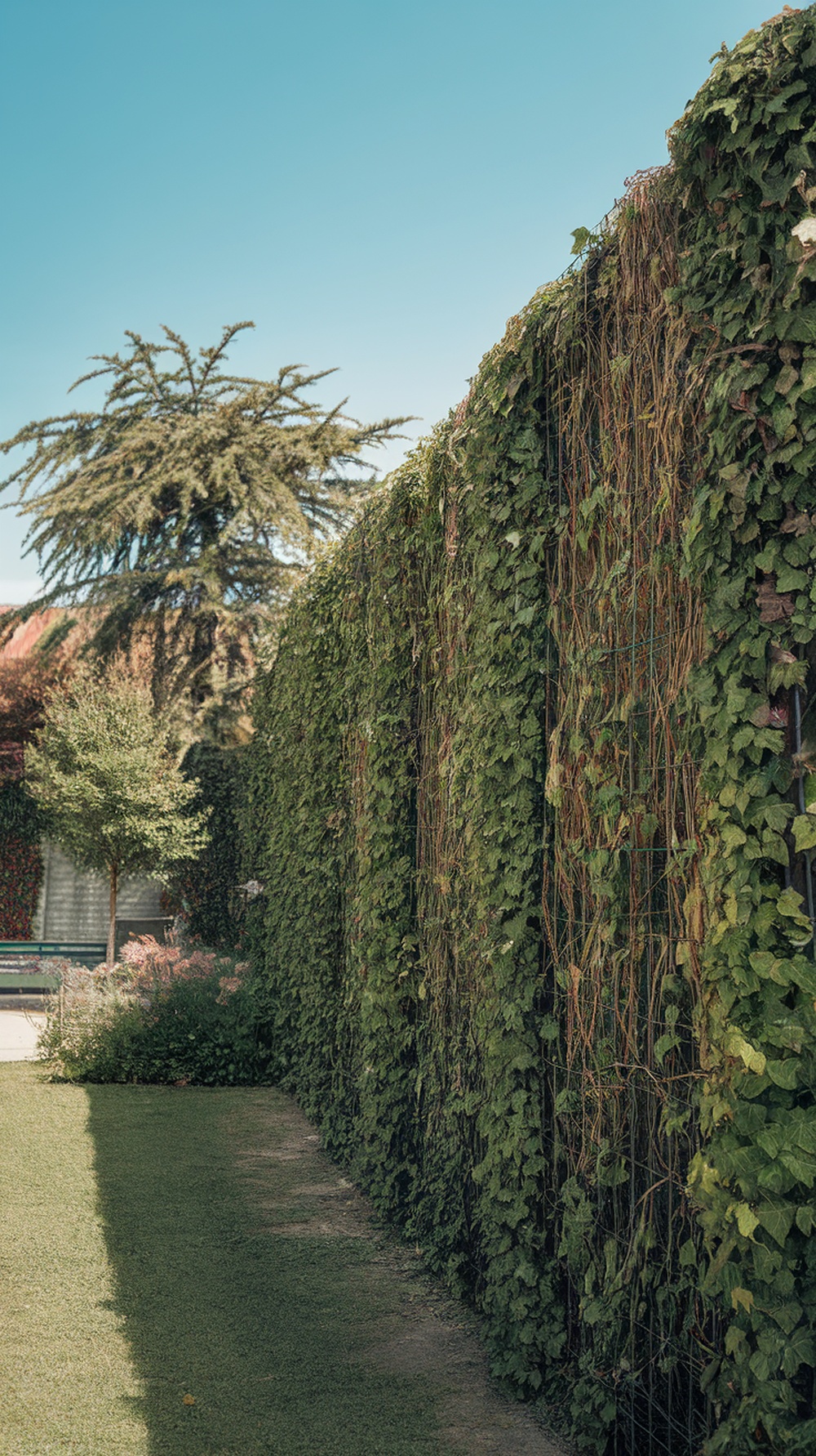A lush green living fence made of climbing plants, providing a natural sound barrier.
