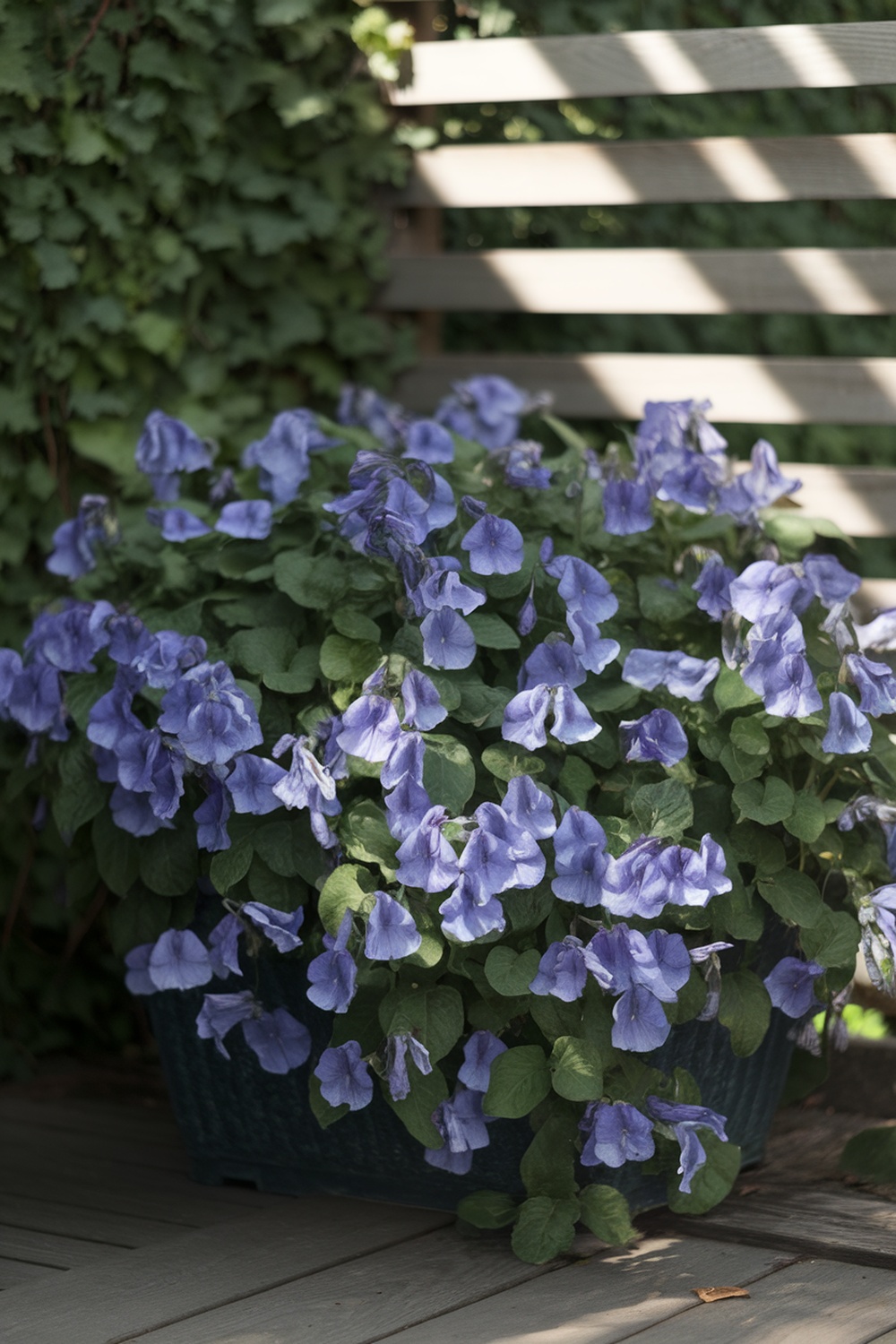 A vibrant container filled with blooming lobelia flowers, showcasing their delicate blue petals and lush green leaves.