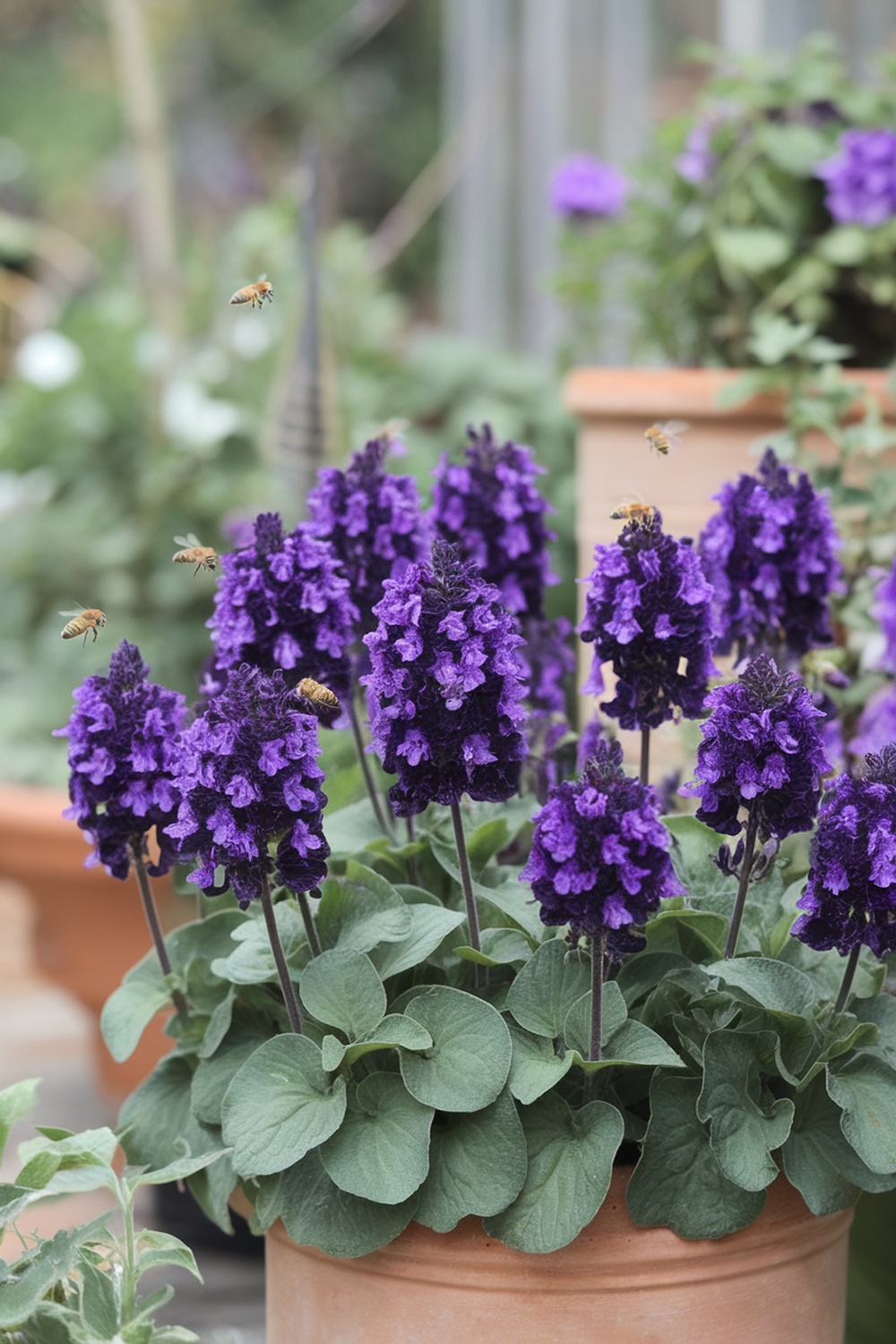 A close-up of hardy salvia flowers in a terracotta pot, showcasing vibrant purple blooms and green leaves, with bees hovering around.