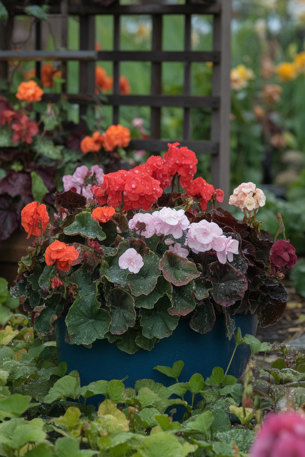 A vibrant container filled with colorful begonias in shades of red, pink, and white, showcasing their lush foliage.