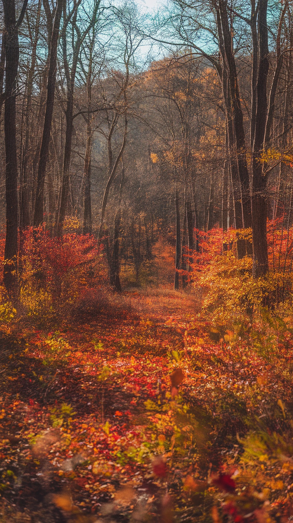 A serene forest path in autumn with colorful leaves and trees.