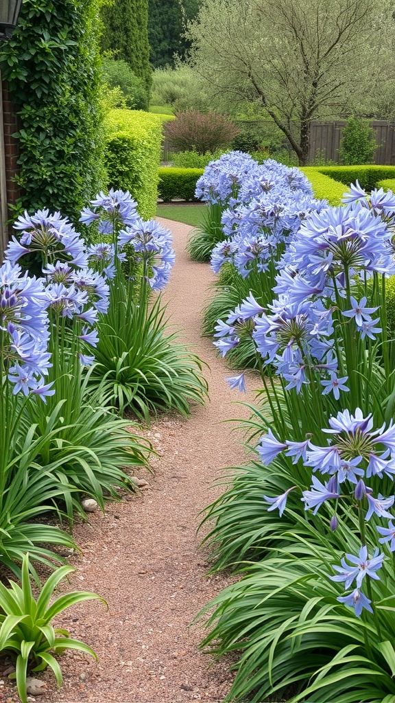 A garden pathway lined with blooming blue Agapanthus flowers on either side.
