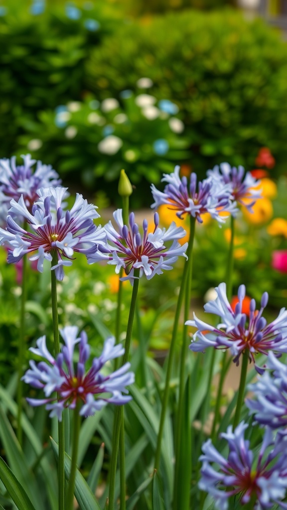 Close-up of Agapanthus flowers in a vibrant garden setting