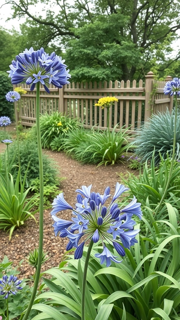 A garden featuring tall Agapanthus flowers with blue blooms, surrounded by green foliage and a wooden fence in the background.
