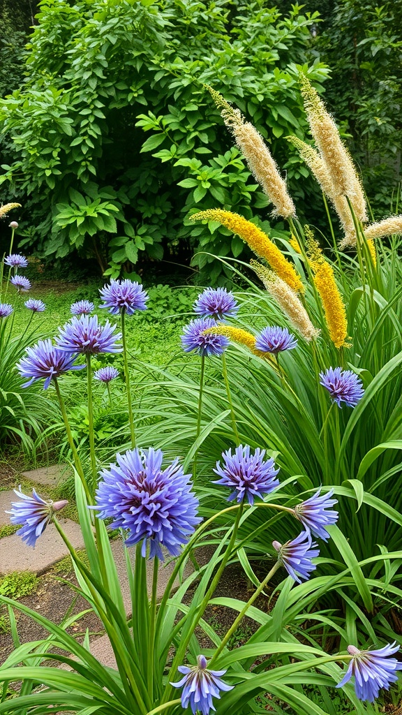 Purple agapanthus flowers in a garden with lush green foliage and tall grasses.