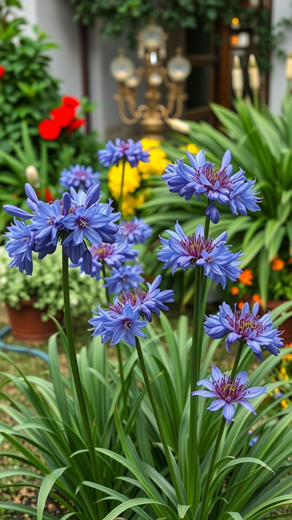 A vibrant display of Agapanthus flowers in a garden setting, showcasing their blue petals and lush green leaves.