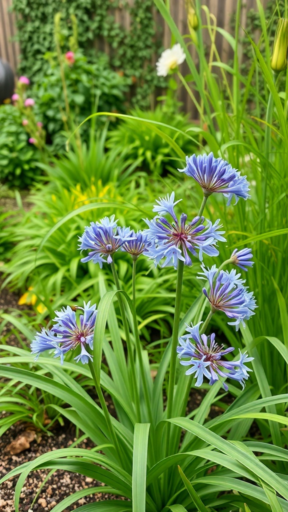 Close-up of Agapanthus flowers in a garden setting