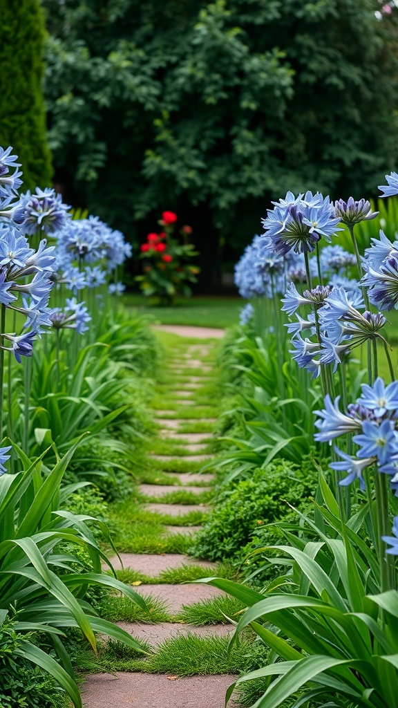 A garden path lined with blue Agapanthus flowers and lush green foliage.