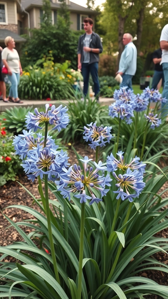Blue Agapanthus flowers in a community garden with people enjoying the surroundings.