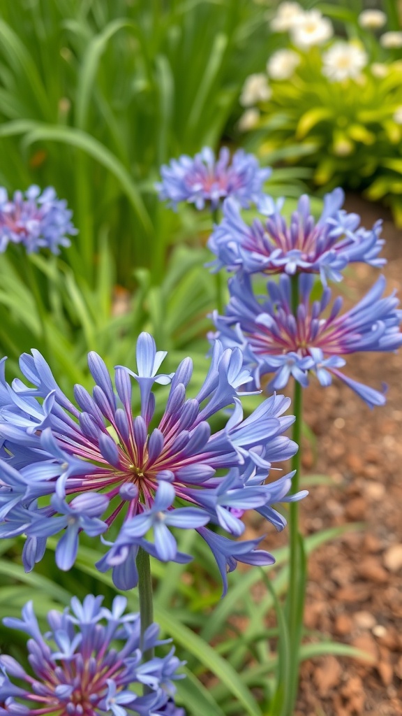 Close-up of blue agapanthus flowers in a garden setting
