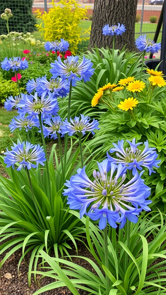 A vibrant garden featuring blue Agapanthus flowers and yellow daisies.