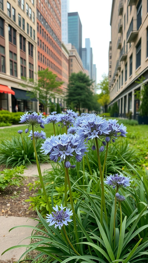 Clusters of Agapanthus flowers in an urban garden setting, with city buildings in the background.