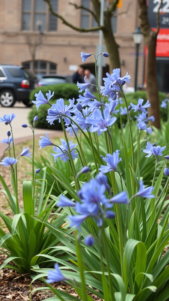 Clusters of blue Agapanthus flowers in a community landscape