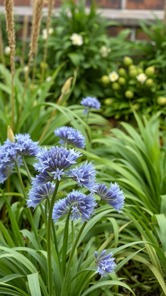 Close-up of Agapanthus flowers in a garden setting with green foliage.