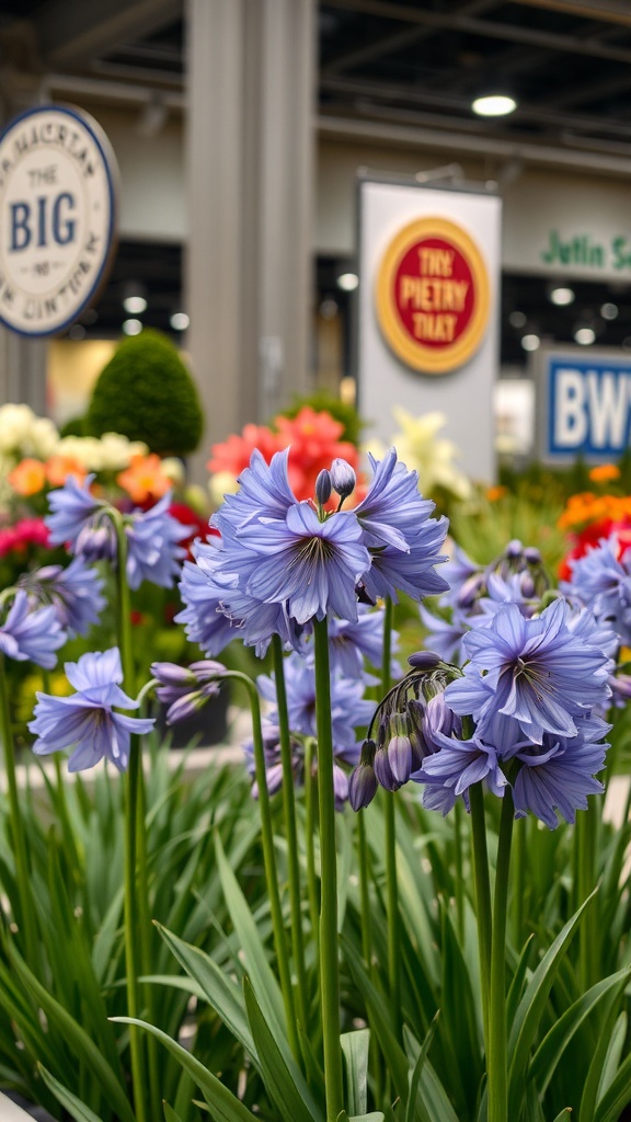 Clusters of blue agapanthus flowers in a flower show setting