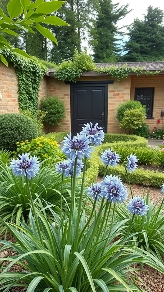 A garden featuring blooming agapanthus with blue flowers and lush greenery.