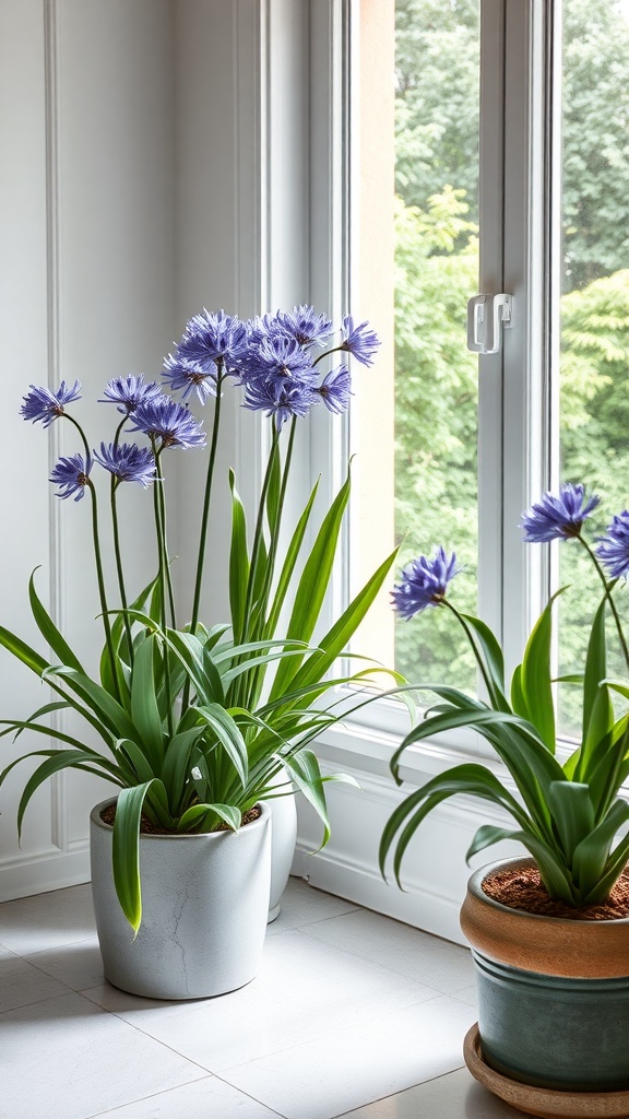 Indoor agapanthus plants with blue flowers in stylish pots by a window