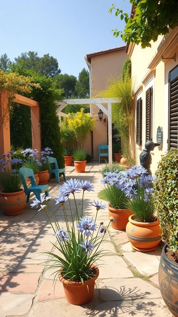 A Mediterranean garden featuring potted agapanthus flowers in blue, with terracotta pots and a sunny pathway.