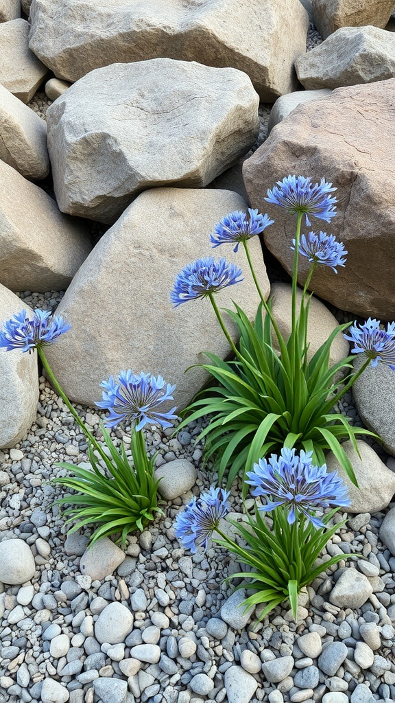 Agapanthus flowers growing among large rocks in a rock garden