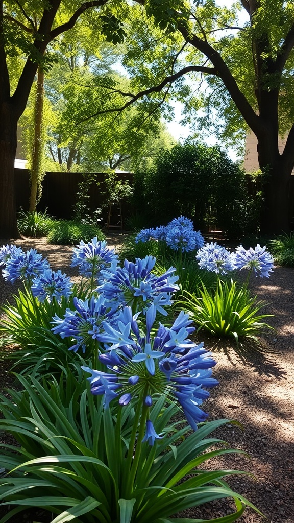 Clusters of blue Agapanthus flowers in a shaded garden area with green foliage and trees.