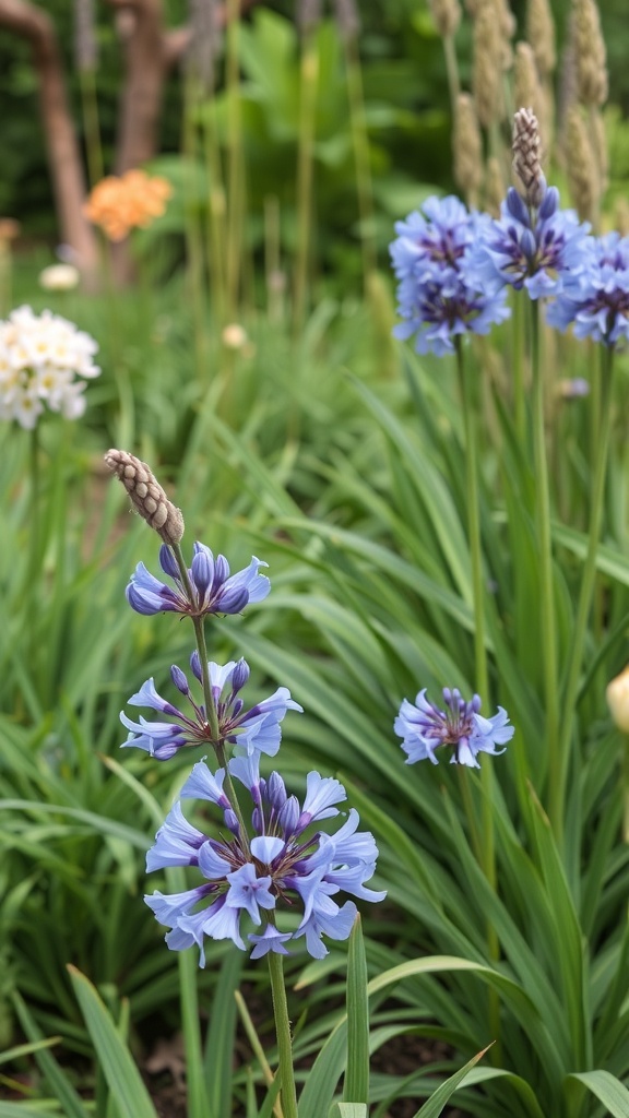 Agapanthus flowers in a garden setting, showcasing their blue blooms among green foliage.
