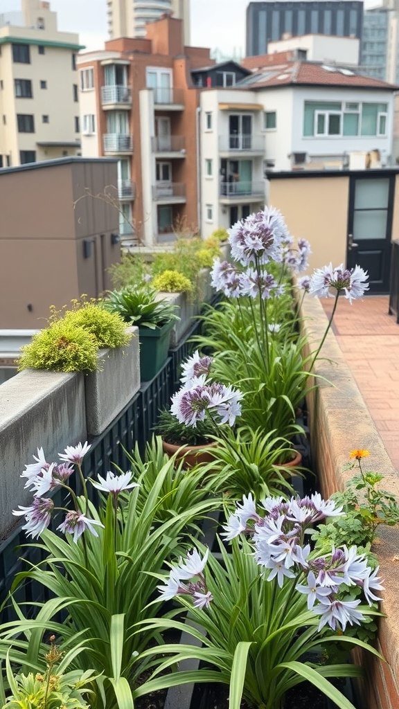 A balcony garden featuring blooming agapanthus flowers with urban buildings in the background.